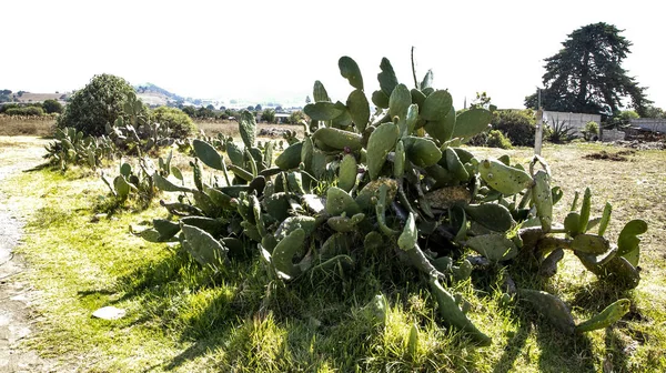 Magnificent Nature Mexico Forests Fields Course Rivers — Stock Photo, Image