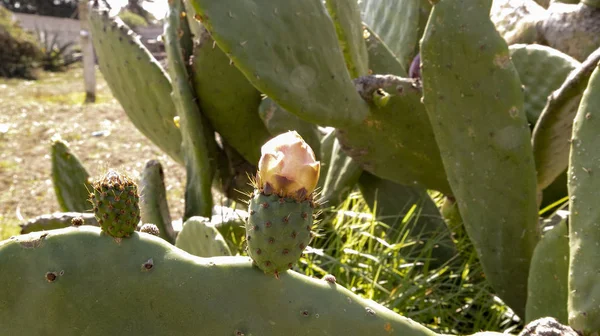 Prachtige Natuur Van Mexico Bossen Velden Natuurlijk Rivieren — Stockfoto