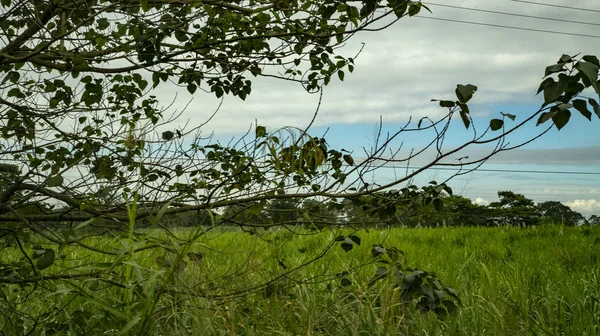 Magnificent Nature Mexico Forests Fields Course Rivers — Stock Photo, Image