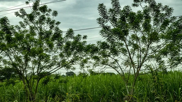 Den Storslagna Naturen Mexiko Skogar Fält Och Naturligtvis Floder — Stockfoto