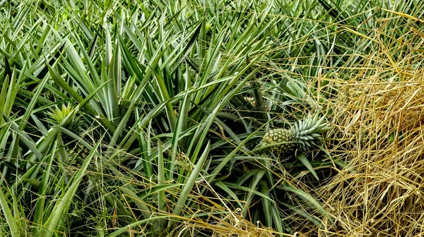 Şaşırtıcı ananas alanları Meksika'da bulunur. Bazen sen-ebilmek görmek nasıl ananas büyür, bazen alan siyah madde ile kaplı
