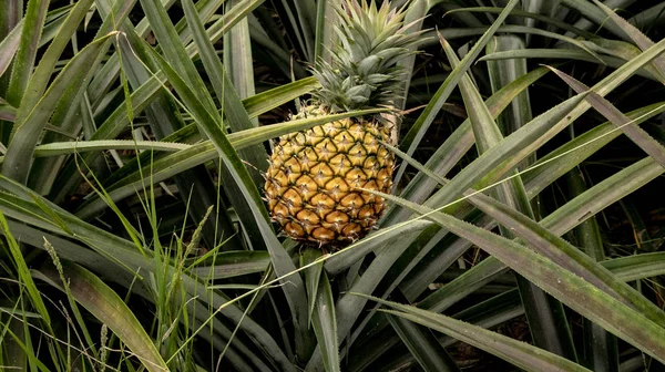 Amazing pineapple fields are found in Mexico. Sometimes you can see how pineapple grows, sometimes the field is covered with black matter