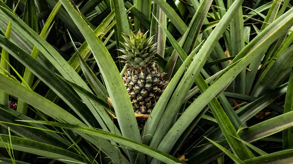 Úžasné Ananas Pole Nacházejí Mexiku Někdy Vidíte Jak Rostou Ananas — Stock fotografie