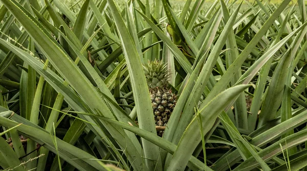 Yolun ormanda, ananas ve tabii ki, renkleri tam ihtişamı. Meksika Gizemler ve göksel sevindirdi bir ülkedir