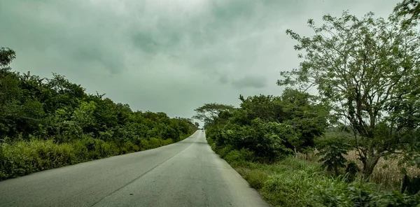 Road Jungle Pineapples Course Full Splendor Colors Mexico Country Mysteries — Stock Photo, Image