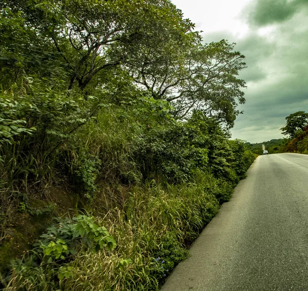 Road Jungle Pineapples Course Full Splendor Colors Mexico Country Mysteries — Stock Photo, Image