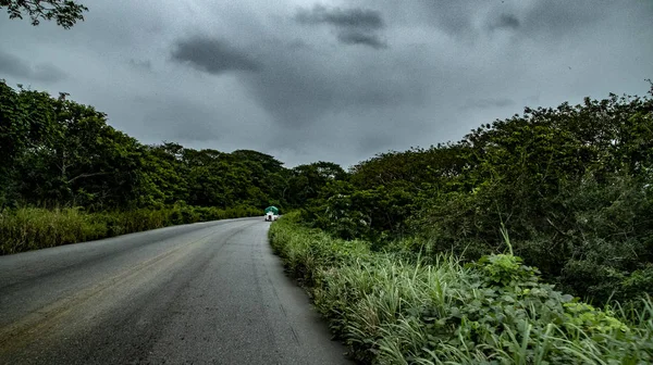 Road Jungle Pineapples Course Full Splendor Colors Mexico Country Mysteries — Stock Photo, Image