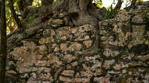 Die Antike Stadt Meko Liegt Cancun Unser Modell Und Die — Stockfoto