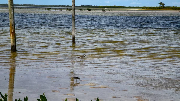 Besineulaşabilen deniz Seawave. Çoğu gökyüzü, çoğu plaj