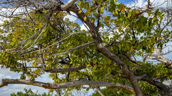 Beautiful Tree Growing White Island Mexico — Stock Photo, Image