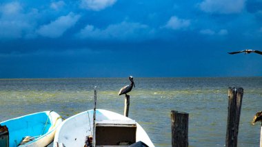 Biz Isla Blanca kadın maliyetini bulabilirsiniz Pelikan bir sürü