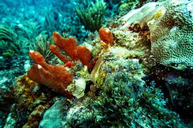 Karayip sualtı dünyası