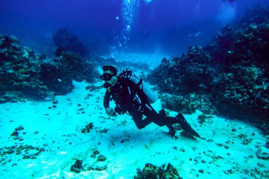 Karayip sualtı dünyası