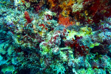 Karayip sualtı dünyası