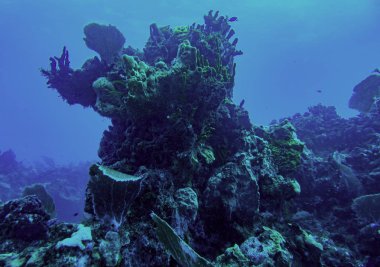 Karayip sualtı dünyası