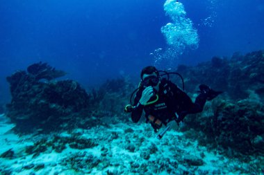 Karayip sualtı dünyası