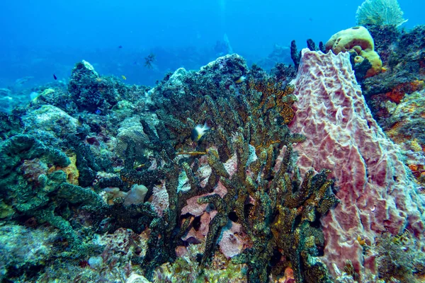 Подводный Мир Карибского Бассейна — стоковое фото