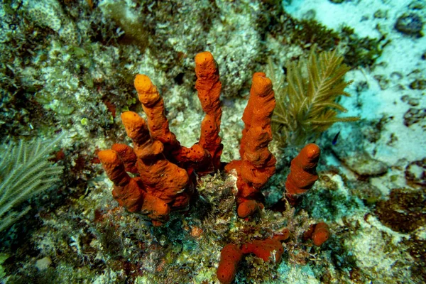 Подводный Мир Карибского Бассейна — стоковое фото