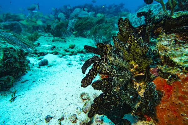 Underwater world of the Caribbean