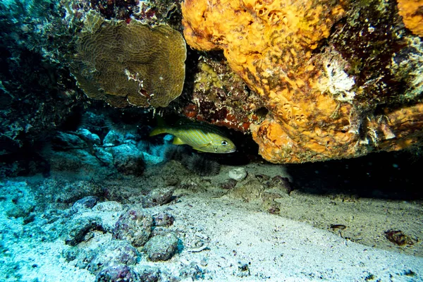Underwater World Caribbean — Stock Photo, Image
