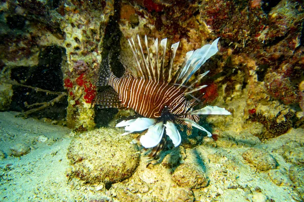 Підводний Світ Карибського Моря — стокове фото