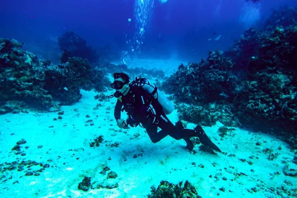 Underwater world of the Caribbean