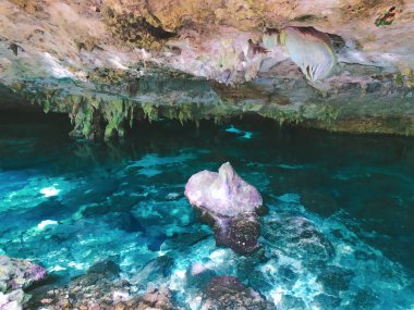 Amazing creatures of nature are shocking in earnest. Cenotes are the best reflection, and the water is very clear