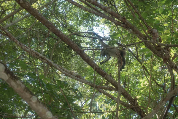 Macacos São Criaturas Engraçadas Que Exibem Busca Comida Natureza Selvagem — Fotografia de Stock