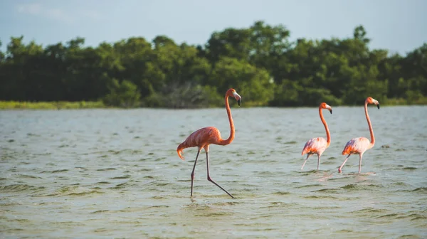 The animal world is birds, raccoons, crocodiles, flamingos and other representatives, but you can not forget about the domestic inhabitants, too