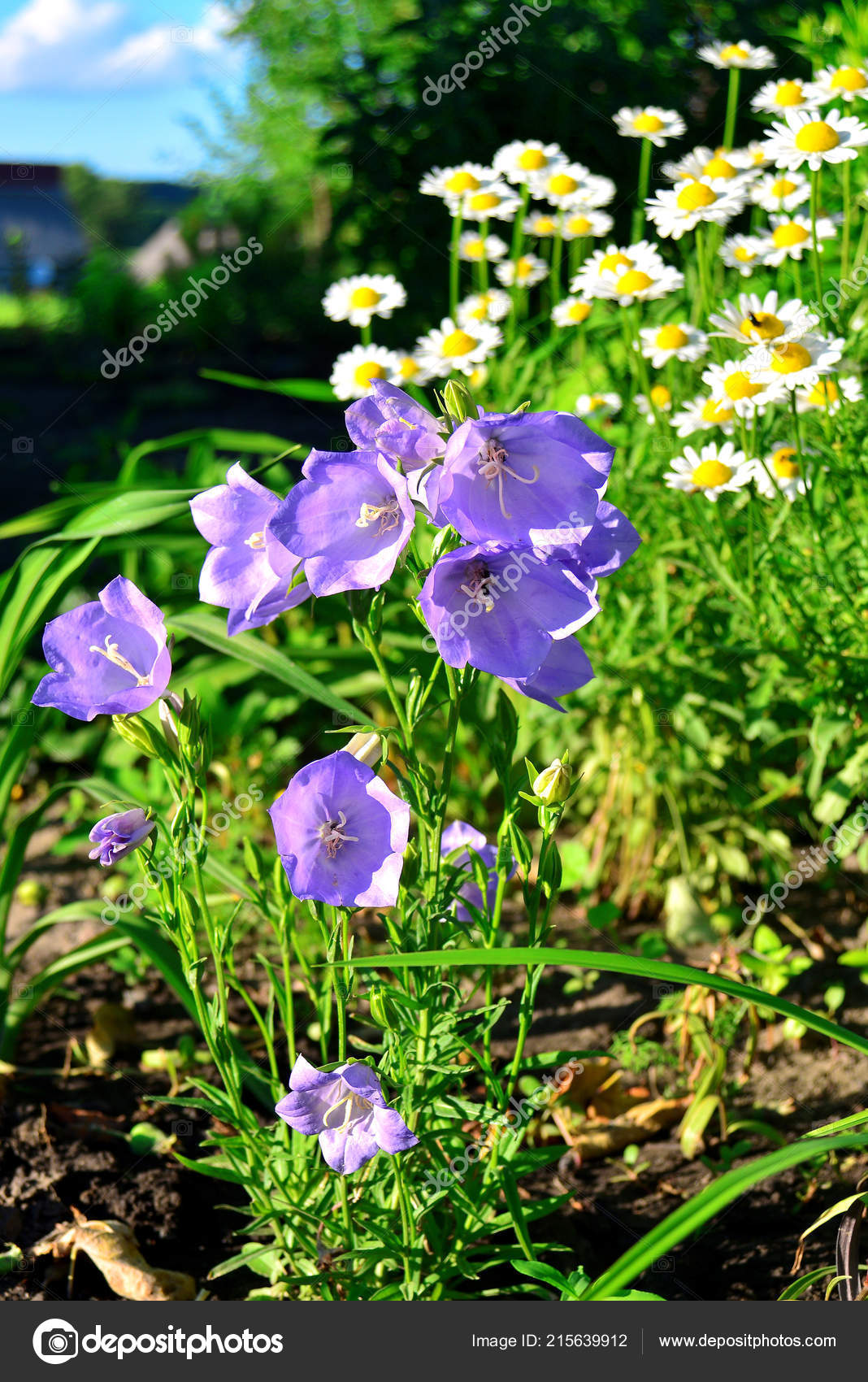 Flowers Blue Bell Campanula Carpatica Persicifolia Background Chamomiles Stock Photo by ©FlowerStudio