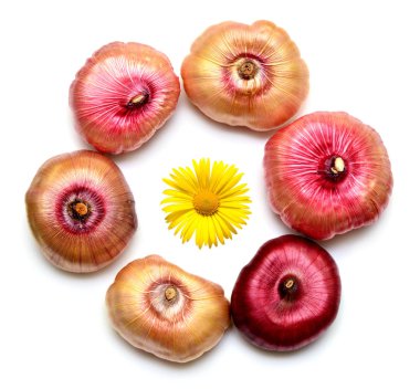 Beyaz arka plan üzerinde izole Glayöl çiçek soğanı. Tarım, bahçecilik. Bitki toprağa dikim için hazırlanıyor. Düz yatıyordu, en iyi görünümü