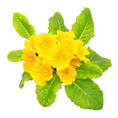 Beyaz arka plan üzerinde izole sarı çuha çiçeği çiçek. Düz yatıyordu, en iyi görünümü