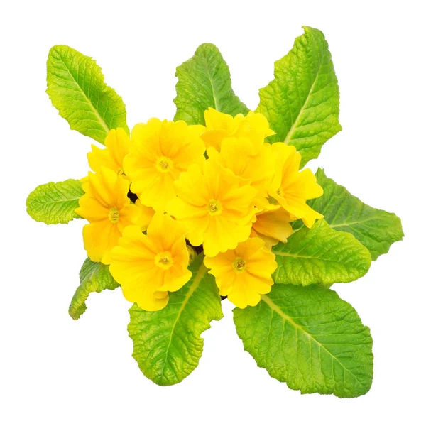 Gula Primrose Blommor Isolerad Vit Bakgrund Platt Lekmanna Top View — Stockfoto