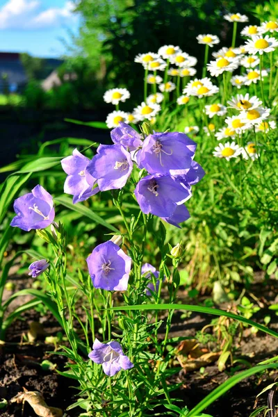 花蓝铃风铃 Carpatica Persicifolia Chamomiles 和天空的背景上 美丽的春天第一朵花在自然 — 图库照片