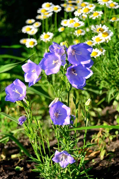 Flores Sino Azul Campanula Carpatica Persicifolia Fundo Camomilas Bela Primavera — Fotografia de Stock