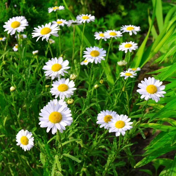 Flowers curative white daisy on a background in the garden on the flowerbeds. Flat lay, top view — Stock Image Flowers Curative White Daisy Background Garden Flowerbeds Flat Lay Top Royalty Free Stock Photos