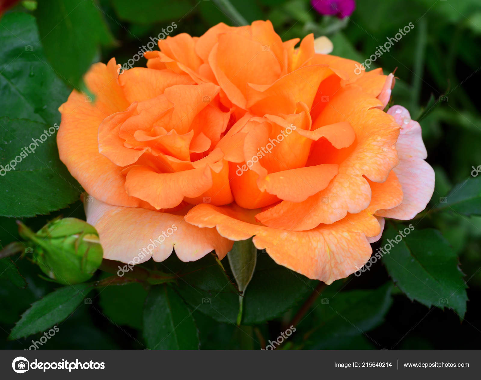 Beautiful Flowers Roses Peach Colour Bud Garden Lawn Background