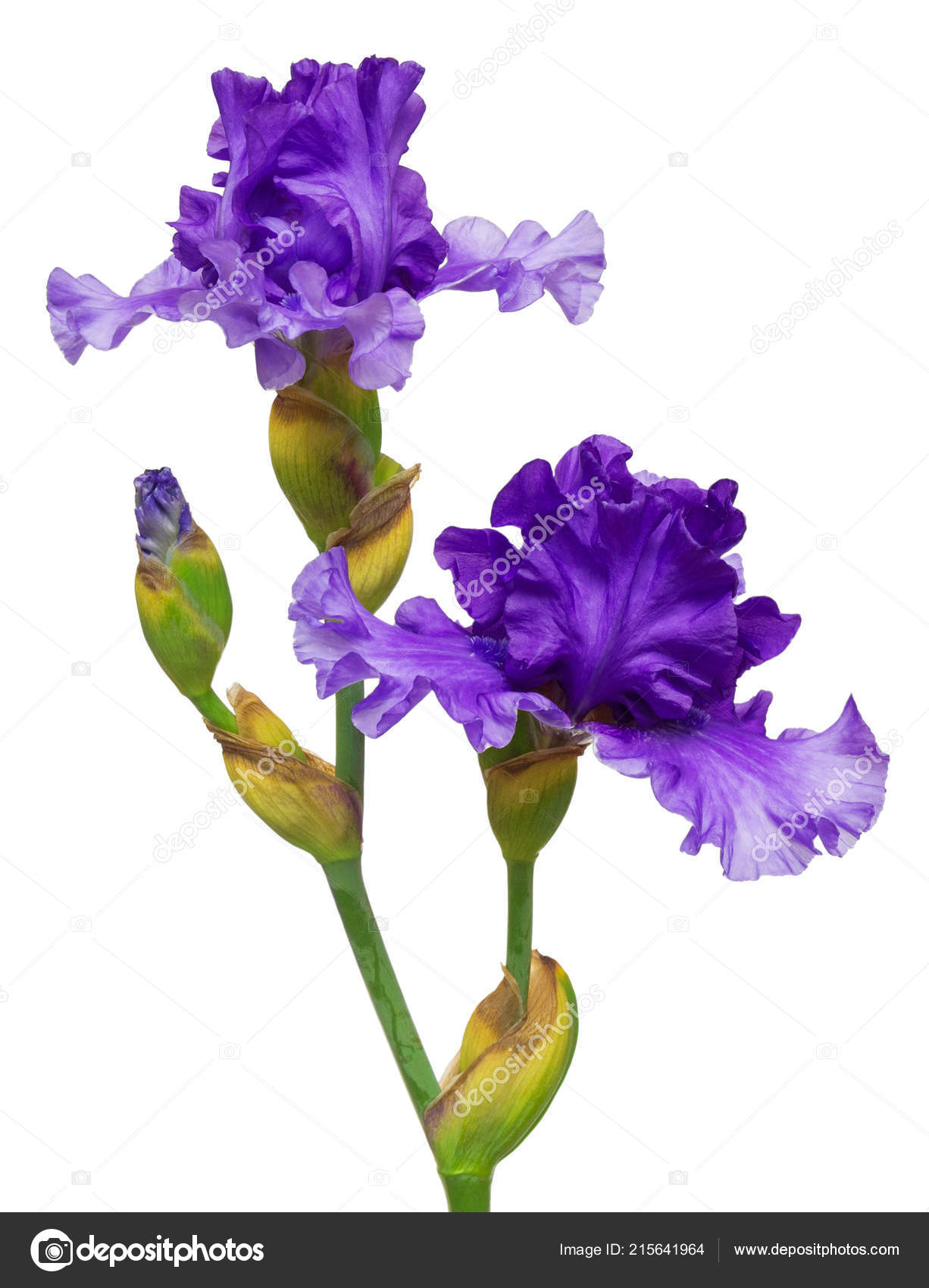 Blooming Iris Flower Isolated White Background Spring Time Easter ...