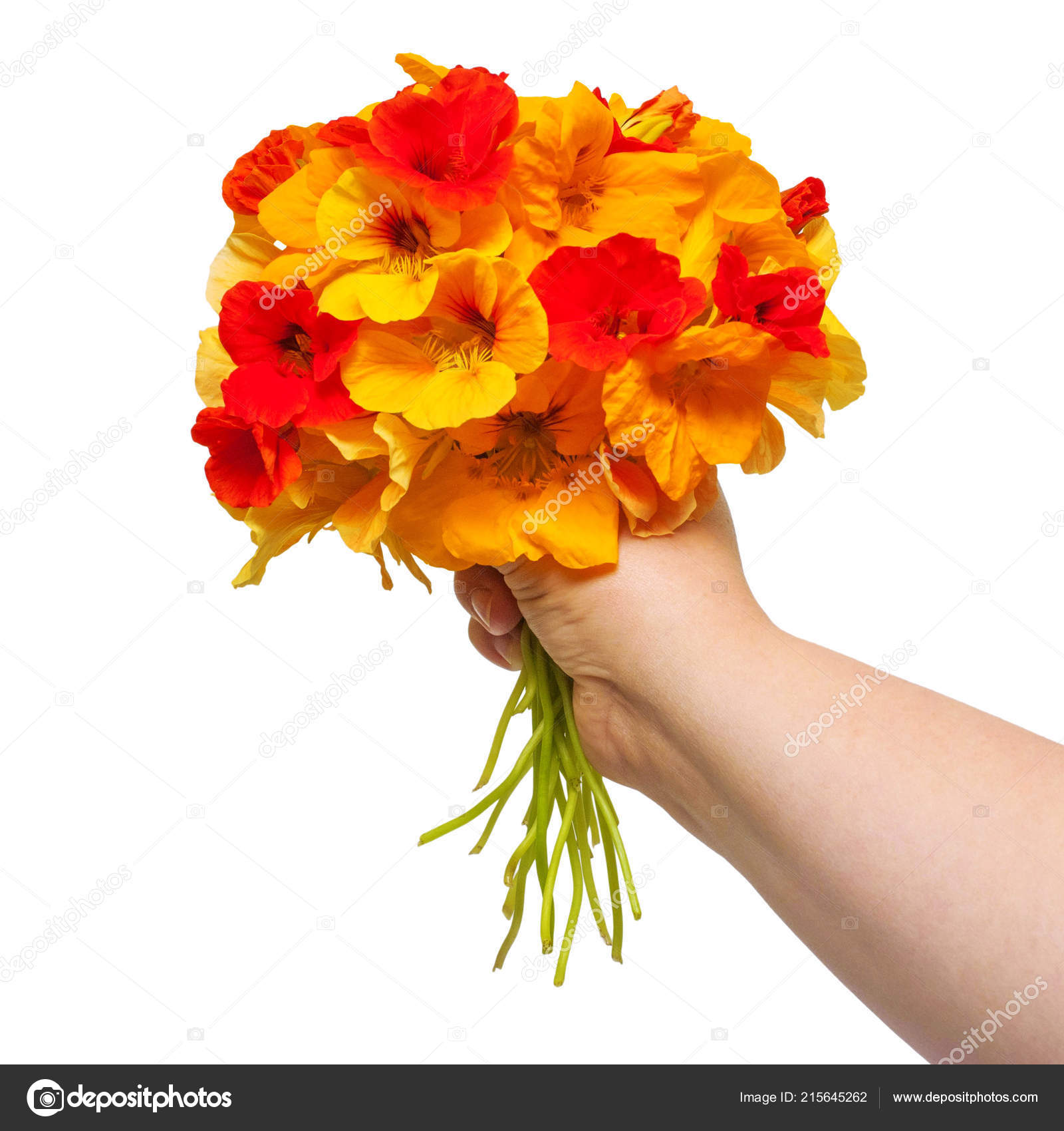 Bouquet Fleurs Capucine Tenu Dans Main Isolée Sur Fond Blanc