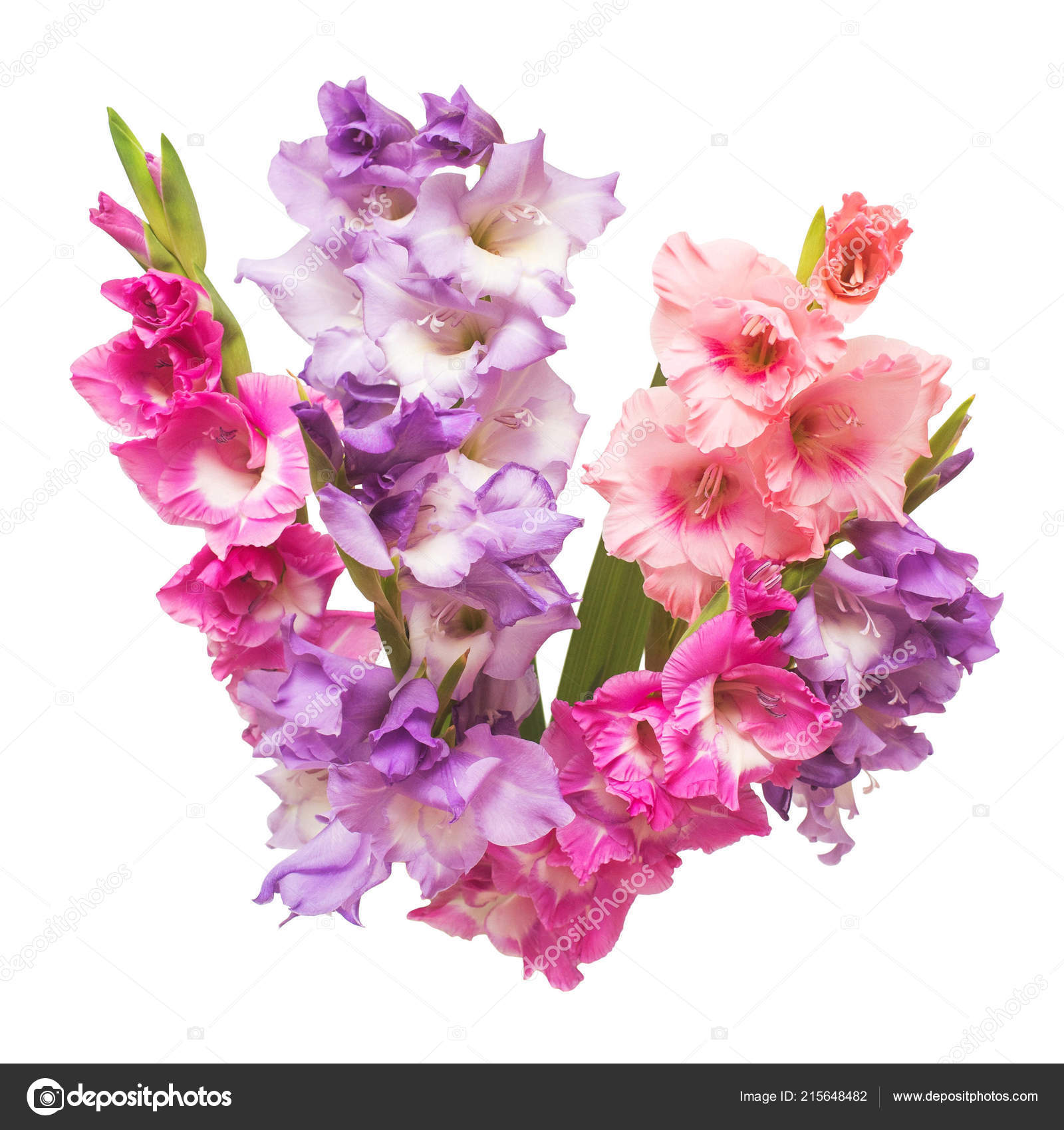 Fleurs Glaïeul Mode Beau Bouquet Rose Isolé Sur Fond Blanc