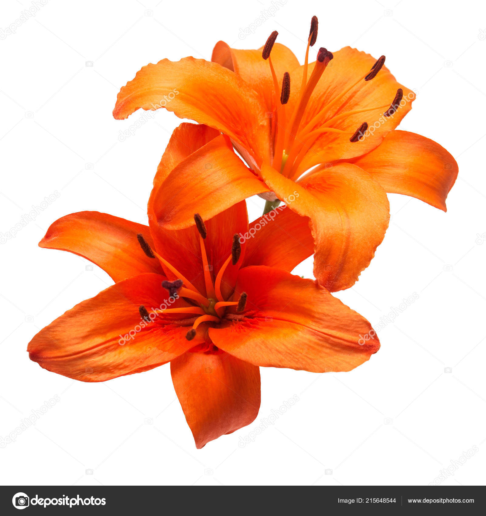 Bouquet Beautiful Delicate Orange Lilies Lilium Asiatic Hybrid Orange