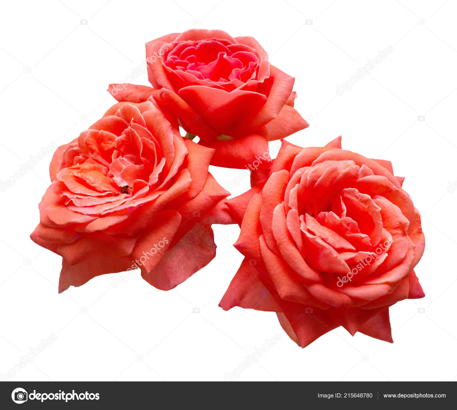 Image result for flowers against white background"