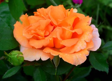 Tomurcuk içinde Bahçe çim zemin üzerine güzel çiçekler güller şeftali renkli. Açık güneşli bahar sabahı ve yumuşak aydınlatma. Peyzaj tasarımı. Doğa. Çok yıllık bitkiler. Düz yatıyordu, en iyi görünümü