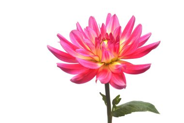 Beyaz arka plan üzerinde izole Pembe çiçek dahlia. Düz yatıyordu, en iyi görünümü