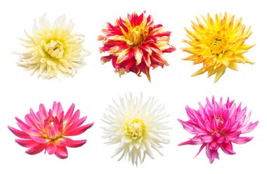 Küme beyaz arka plan üzerinde izole dahlias çiçekler. Düz yatıyordu, en iyi görünüm. Süper koleksiyonu. Paskalya. Pembe, kırmızı, mor, sarı, turuncu