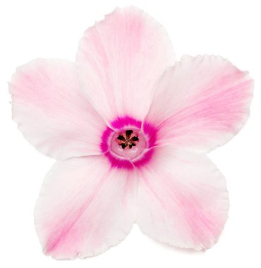 Pembe Siklamen izole üzerinde beyaz zemin çiçek. Deniz yıldızı ve gözleri şekli. Yaz. Bahar. Düz yatıyordu, en iyi görünüm. Seviyorum. Sevgililer günü. 