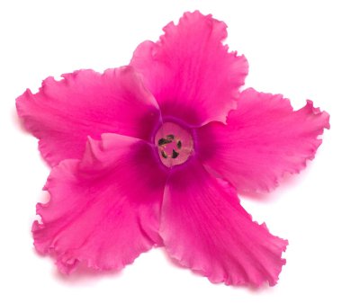 Pembe Siklamen izole üzerinde beyaz zemin çiçek. Deniz yıldızı ve gözleri şekli. Yaz. Bahar. Düz yatıyordu, en iyi görünüm. Seviyorum. Sevgililer günü. 