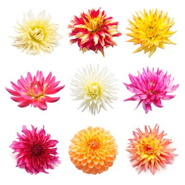Küme beyaz arka plan üzerinde izole dahlias çiçekler. Düz yatıyordu, en iyi görünüm. Süper koleksiyonu. Paskalya. Pembe, kırmızı, mor, sarı, turuncu