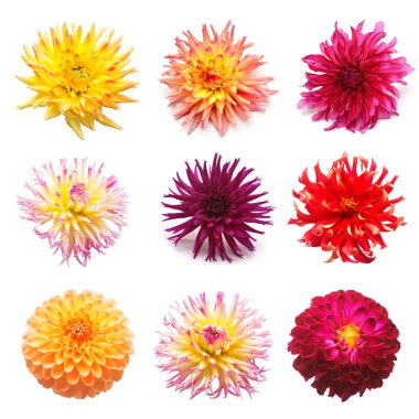 Küme beyaz arka plan üzerinde izole dahlias çiçekler. Düz yatıyordu, en iyi görünüm. Süper koleksiyonu. Paskalya. Pembe, kırmızı, mor, sarı, turuncu