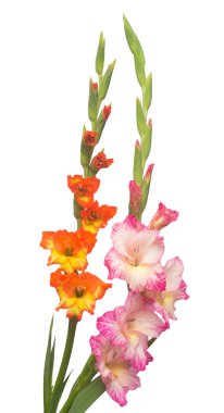 Güzel buket beyaz arka plan üzerinde izole çok renkli Glayöl çiçek. Sarı, kırmızı, turuncu, yeşil. Düz yatıyordu, en iyi görünümü